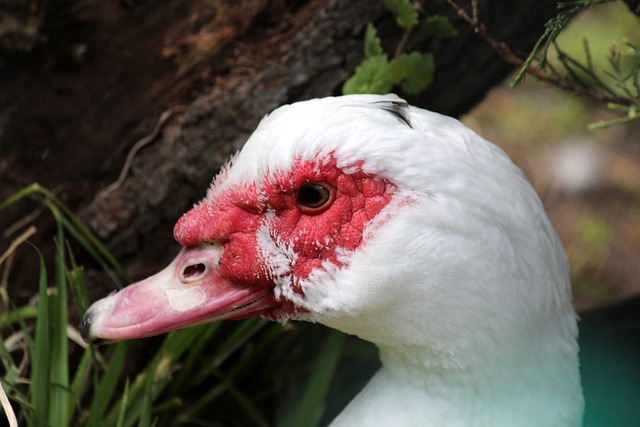 球運動本身 球運動本身